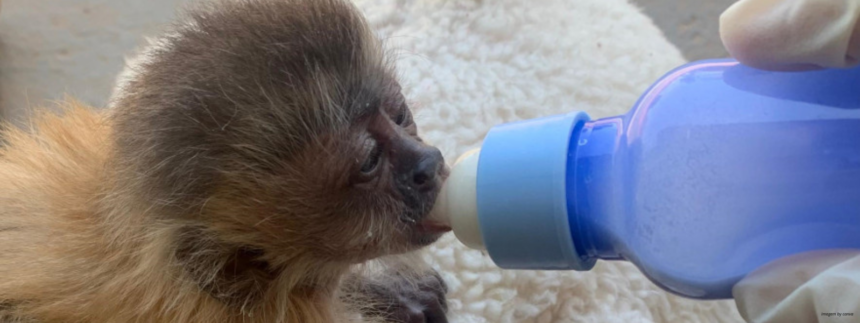 mpto-recorre-de-sentenca-em-caso-de-trafico-de-animais-silvestres-e-pede-aumento-das-condenacoes