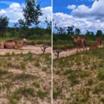entenda-como-os-camelos-que-encantaram-a-web-chegaram-ao-tocantins;