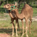 sherazade,-natalina-e-safira:-camelos-que-encantaram-a-web-receberam-nomes-biblicos,-arabes-e-persas