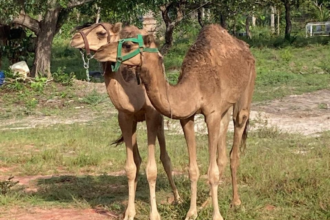 sherazade,-natalina-e-safira:-camelos-que-encantaram-a-web-receberam-nomes-biblicos,-arabes-e-persas