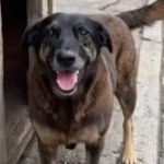 morte-do-cao-orelha-mobiliza-manifestantes-em-protestos-hoje-em-capitais