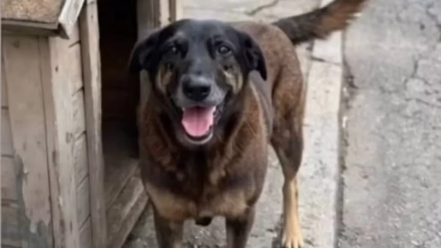 morte-do-cao-orelha-mobiliza-manifestantes-em-protestos-hoje-em-capitais