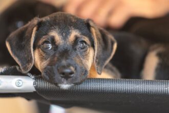 saiba-como-educar-criancas-e-adolescentes-para-respeitar-os-animais
