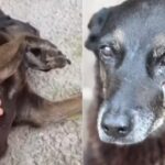 defesa-de-adolescente-responsabilizado-pela-morte-de-orelha-ve-‘politizacao-do-caso’