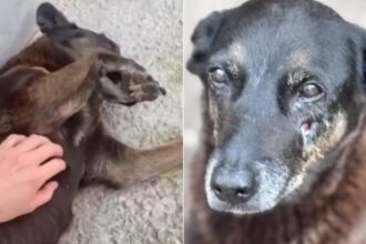 defesa-de-adolescente-responsabilizado-pela-morte-de-orelha-ve-‘politizacao-do-caso’