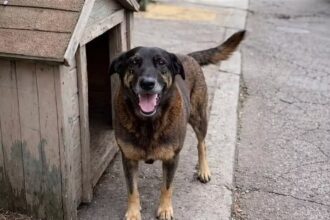 cachorro-orelha:-policia-conclui-investigacao-e-pede-internacao-de-apenas-um-dos-quatro-adolescentes-investigados