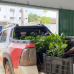 naturatins-realiza-doacao-de-500-mudas-para-preservacao-e-reflorestamento-do-cerrado