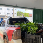 naturatins-realiza-doacao-de-500-mudas-para-preservacao-e-reflorestamento-do-cerrado