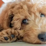 homem-e-preso-apos-jogar-cachorro-de-rua-em-corrego-em-pato-branco-(pr)