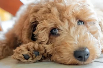 homem-e-preso-apos-jogar-cachorro-de-rua-em-corrego-em-pato-branco-(pr)