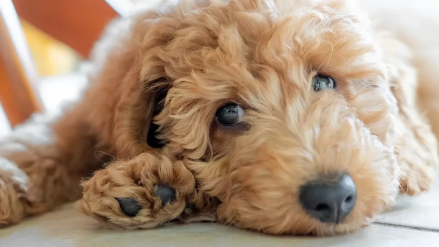 homem-e-preso-apos-jogar-cachorro-de-rua-em-corrego-em-pato-branco-(pr)