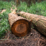 grupo-e-denunciado-por-desmatamento-ilegal-em-area-protegida-do-cerrado