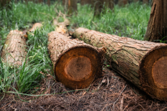grupo-e-denunciado-por-desmatamento-ilegal-em-area-protegida-do-cerrado