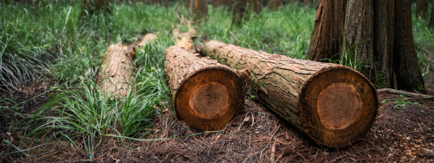 grupo-e-denunciado-por-desmatamento-ilegal-em-area-protegida-do-cerrado