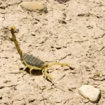 familia-encontra-mais-de-50-escorpioes-em-casa-no-interior-de-sp