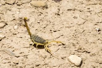 familia-encontra-mais-de-50-escorpioes-em-casa-no-interior-de-sp
