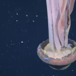 agua-viva-gigante-rara-e-avistada-em-expedicao-no-fundo-do-mar-argentino