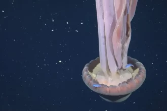 agua-viva-gigante-rara-e-avistada-em-expedicao-no-fundo-do-mar-argentino