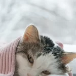 mulher-e-presa-apos-arremessar-gata-do-12o-andar-de-predio-em-curitiba