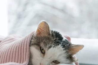 mulher-e-presa-apos-arremessar-gata-do-12o-andar-de-predio-em-curitiba