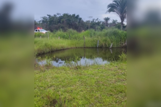 idoso-morto-por-abelhas-no-to-foi-atacado-por-enxame-migratorio-enquanto-trabalhava-em-pastagem