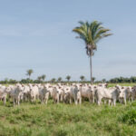 adapec-normatiza-transferencia-de-animais-em-uma-mesma-propriedade