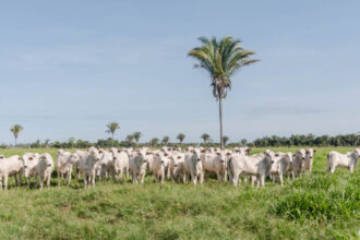 adapec-normatiza-transferencia-de-animais-em-uma-mesma-propriedade