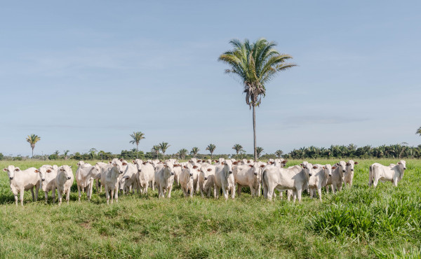 adapec-normatiza-transferencia-de-animais-em-uma-mesma-propriedade