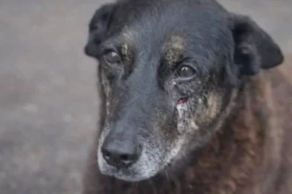 ‘pequei’,-diz-mulher-que-contou-mentira-sobre-espancamento-do-cao-orelha