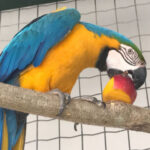 naturatins-registra-aumento-de-cerca-de-40%-nos-atendimentos-a-animais-silvestres-no-centro-de-fauna-do-tocantins-em-2025