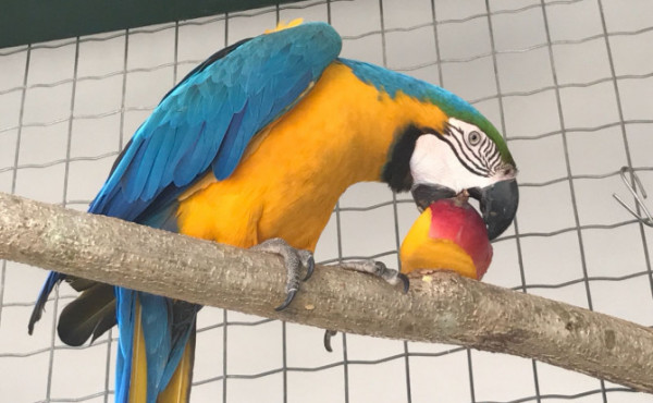 naturatins-registra-aumento-de-cerca-de-40%-nos-atendimentos-a-animais-silvestres-no-centro-de-fauna-do-tocantins-em-2025