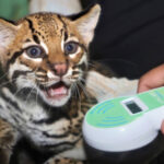 naturatins-registra-aumento-de-cerca-de-40%-nos-atendimentos-a-animais-silvestres-no-centro-de-fauna-do-tocantins-em-2025