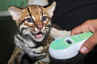 naturatins-registra-aumento-de-cerca-de-40%-nos-atendimentos-a-animais-silvestres-no-centro-de-fauna-do-tocantins-em-2025