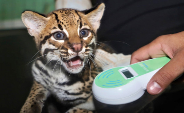 naturatins-registra-aumento-de-cerca-de-40%-nos-atendimentos-a-animais-silvestres-no-centro-de-fauna-do-tocantins-em-2025