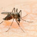 araguaina-confirma-tres-mortes-por-dengue-e-502-casos-da-doenca