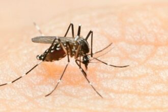 araguaina-confirma-tres-mortes-por-dengue-e-502-casos-da-doenca