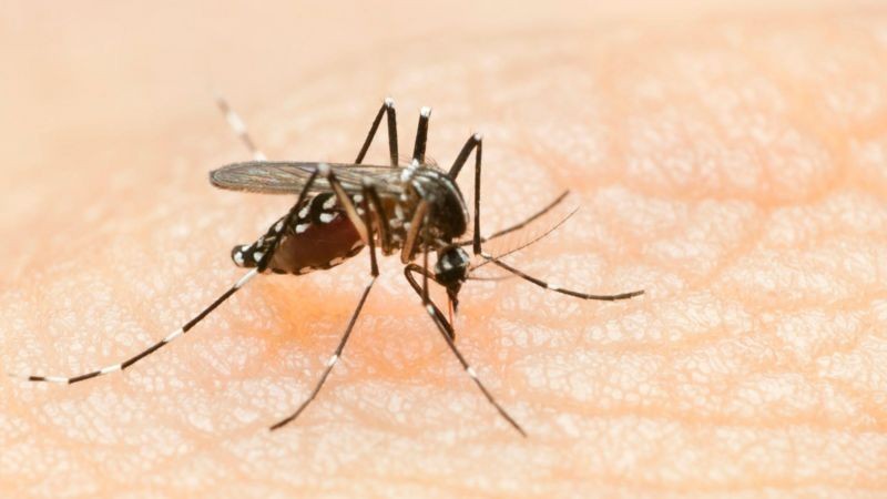 araguaina-confirma-tres-mortes-por-dengue-e-502-casos-da-doenca