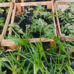 naturatins-realiza-doacao-de-800-mudas-para-fortalecer-acoes-de-conservacao-ambiental-no-estado