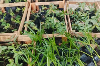 naturatins-realiza-doacao-de-800-mudas-para-fortalecer-acoes-de-conservacao-ambiental-no-estado