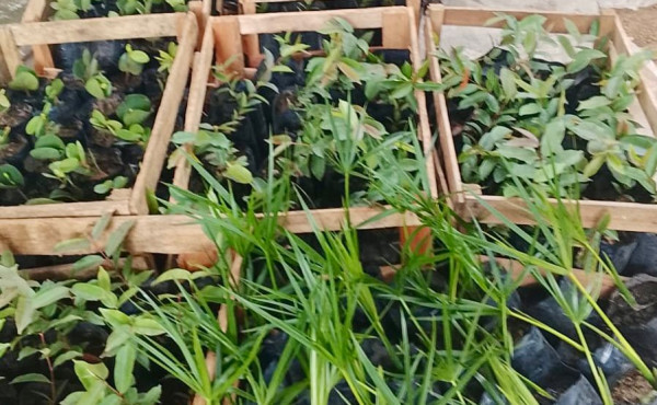 naturatins-realiza-doacao-de-800-mudas-para-fortalecer-acoes-de-conservacao-ambiental-no-estado