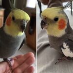 calopsita-bate-recorde-mundial-e-completa-33-anos