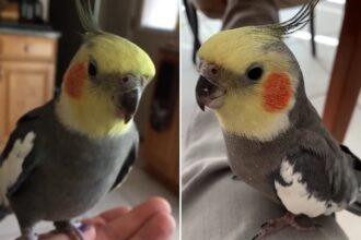 calopsita-bate-recorde-mundial-e-completa-33-anos