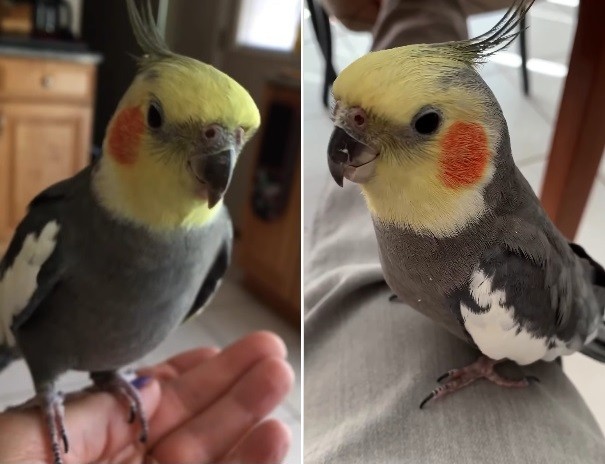 calopsita-bate-recorde-mundial-e-completa-33-anos