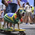 animais-de-estimacao-com-fantasias-de-carnaval