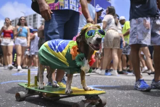 animais-de-estimacao-com-fantasias-de-carnaval