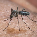 europa:-temperatura-alta-pode-elevar-transmissao-do-virus-chikungunya
