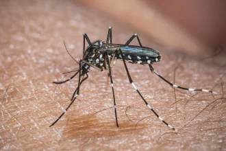 europa:-temperatura-alta-pode-elevar-transmissao-do-virus-chikungunya