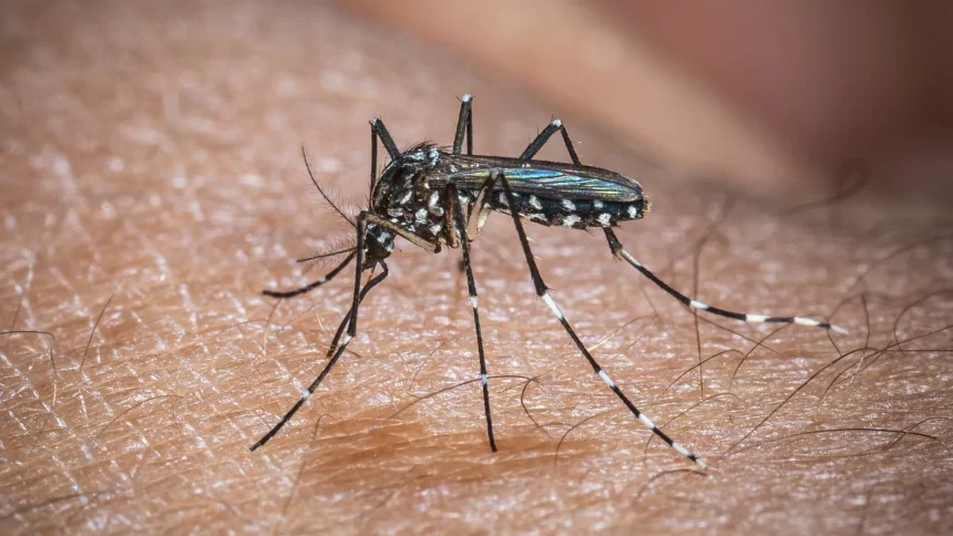 europa:-temperatura-alta-pode-elevar-transmissao-do-virus-chikungunya