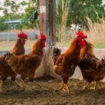 cuidados-na-criacao-de-aves-de-subsistencia-evitam-doencas-e-prejuizos
