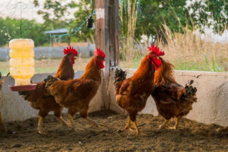 cuidados-na-criacao-de-aves-de-subsistencia-evitam-doencas-e-prejuizos